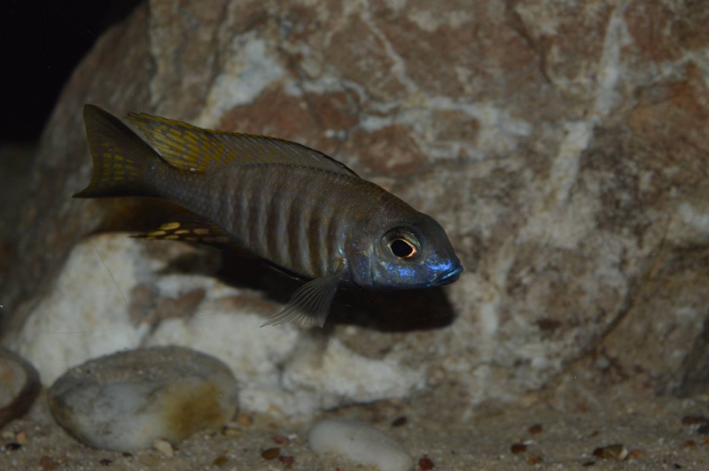 Aulonocara brevinidus